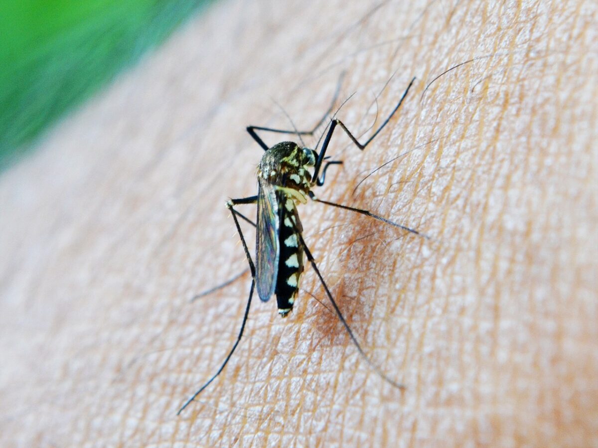 Learn More About Mosquito Season in North Carolina